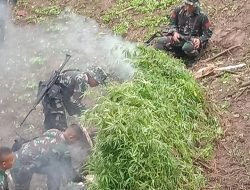 Prajurit TNI Temukan 1 Hektar Lebih Lahan Ganja Di Desa Sirangkap Panyabungan Timur