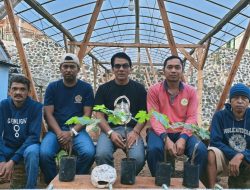 Dusun Singgugu Budidayakan Anggur Impor Di Pekarangan Rumah Guna  Mendongkrak Perekonomian