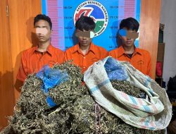 Aksi Kejar Kejaran Warnai Penangkapan Tiga Warga Sumbar Yang Bawa Ganja