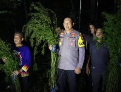 5 Hektar Lahan Ganja Siap Panen Dimusnahkan Polres Madina