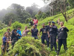 TNI Polri Temukan 1 Hektare Ladang Ganja Siap Panen di Tor Sihite 