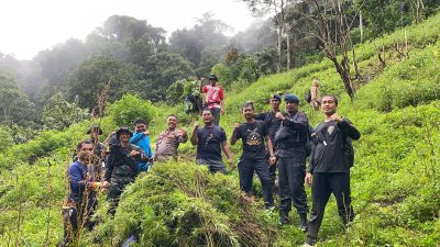 TNI Polri Temukan 1 Hektare Ladang Ganja Siap Panen di Tor Sihite