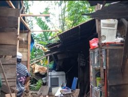 Rumah Papan di Desa Purba Baru Hancur Tertimpa Pohon Kelapa