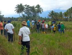 Ratusan Warga Antusias Berburu Hama Tikus di Huraba Siabu