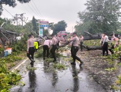 Gerak Cepat Polisi Evakuasi Pohon Tumbang , Sehingga Arus Lalu Lintas Kembali Normal