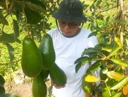 Desa Runding Kini Berinovasi Menjadi Desa Agrowisata Buah