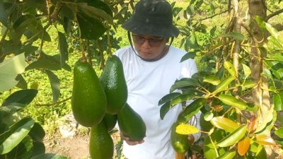 Desa Runding Kini Berinovasi Menjadi Desa Agrowisata Buah