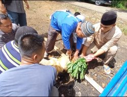 SMSI Madina Terima Hibah 2 Ekor Kambing dari Pemkab Madina