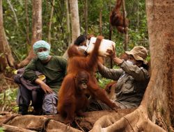 PT Pertamina Hulu Indonesia dan BOSF Teruskan Kerja Sama Pelestarian Orangutan di Kalimantan Timur