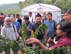 Berdayakan Ekonomi Masyarakat, PHE Dukung Budidaya Kopi Puntang