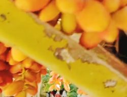 Buah Kurma Milik Haji Warsa Dibagikan Gratis Untuk Masyarakat