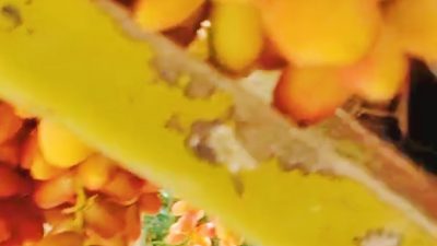 Buah Kurma Milik Haji Warsa Dibagikan Gratis Untuk Masyarakat