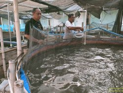 IWO Indramayu Bidang  Kewirausahaan  Budidaya Lele Dumbo