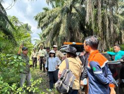 PLN dan BKSDA Jalin Kemitraan Emas, Perkuat Infrastruktur Listrik di Kalimantan Selatan