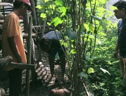 Bunga Bangkai Mekar di Indramayu, Warga Heboh!