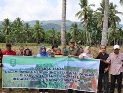 Dinas Pertanian Madina Bersama TNI-Polri Lakukan Gerak Tanam