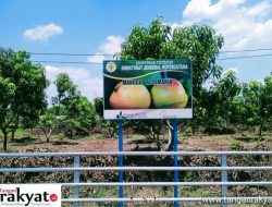 Indramayu Gelar Riksa Budaya dan Festival Mangga