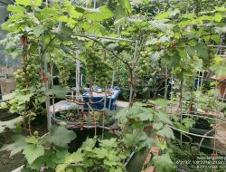 Indramayu, Surga Baru Pecinta Anggur: Petani Milenial Sulap Tanah Kering Jadi Ladang Emas