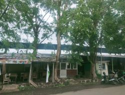 Pohon Tua di Karanganyar Indramayu Menggantung Nyawa