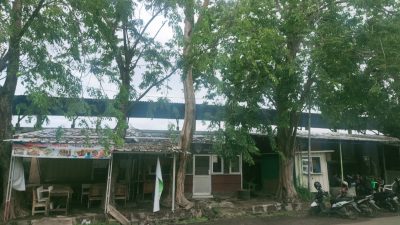 Pohon Tua di Karanganyar Indramayu Menggantung Nyawa