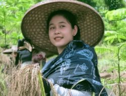 Padi Huma: Harapan Baru untuk Pertanian Berkelanjutan