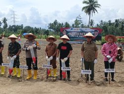 Ketua DPRD Madina Tanam Jagung Serentak 1 Juta Hektar 