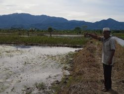 Usai Optimalisasi Lahan, Petani Di Desa Huraba Mengeluh