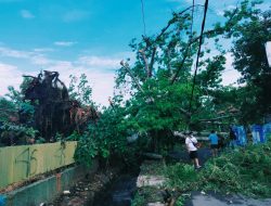 Pohon Randu Gede Tumbang, Warga Indramayu Syok