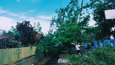 Pohon Randu Gede Tumbang, Warga Indramayu Syok
