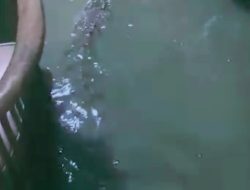 Buaya Teror Warga Saat Banjir