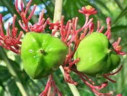 Lima Anak di Cianjur Keracunan Setelah Makan Buah ‘Betadine’