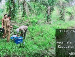 Kebun Sawit di Rokan Hilir Diduga Tercemar Limbah PT PHR, Hasil Panen Menurun Drastis
