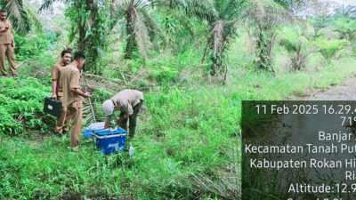 Kebun Sawit di Rokan Hilir Diduga Tercemar Limbah PT PHR, Hasil Panen Menurun Drastis