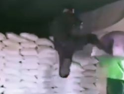 Geger Video ‘Tendangan Kungfu’ Mandor ke Kuli Panggul di Jambi Viral, Polisi Turun Tangan, Terungkap Faktanya…