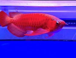 Eks Pejabat Basarnas Akui Korupsi Dana Komando: Beli Arwana Super Red hingga Tas Mewah LV!