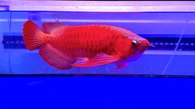 Eks Pejabat Basarnas Akui Korupsi Dana Komando: Beli Arwana Super Red hingga Tas Mewah LV!