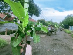 Frustrasi Jalan Rusak Tak Kunjung Diperbaiki, Warga Indramayu Tanam Pohon Pisang di Tengah Jalan