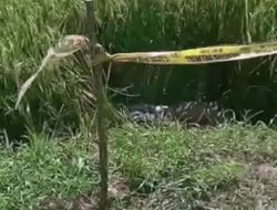 Warga Cangko Geger! Pria Ditemukan Tak Bernyawa di Tengah Sawah, Hanya Bercelana Pendek