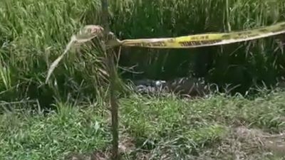 Warga Cangko Geger! Pria Ditemukan Tak Bernyawa di Tengah Sawah, Hanya Bercelana Pendek