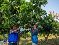 Program Gagak Winangsih Kilang Pertamina Balongan Sukses Raih Penghargaan Tertinggi dalam TJSL & CSR Awards 2025