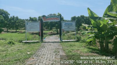 Mangga Agrimania’ dari Indramayu! Petani Lokal Panen Cuan dari Lahan ‘Tidur’ Pertamina