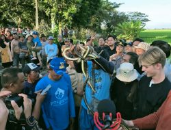 10.000 Ular Ditargetkan untuk Selamatkan Panen Petani Indramayu