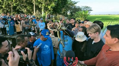 10.000 Ular Ditargetkan untuk Selamatkan Panen Petani Indramayu