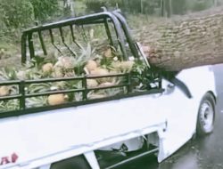 TRAGIS! Pohon Tumbang Timpa Mobil Pikap Bermuatan Nanas di Subang, Sopir dan Kenek Tewas di Tempat!