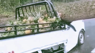 TRAGIS! Pohon Tumbang Timpa Mobil Pikap Bermuatan Nanas di Subang, Sopir dan Kenek Tewas di Tempat!