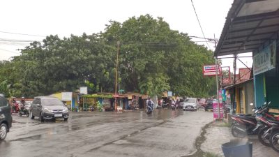 Nyawa Warga Sindang Terancam Pohon Tumbang, Pemkab Indramayu Dalih "Efisiensi Anggaran"