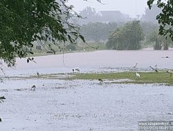 Sering Dikira Sama, Ternyata Ini Rahasia Unik Burung Blekok si ‘Penjaga Sawah’ yang Mendunia!