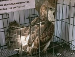 Bisnis Ilegal Terbongkar! Polda Jabar Amankan 14 Elang Dilindungi dari Bangunan Kosong di Indramayu