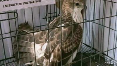 Bisnis Ilegal Terbongkar! Polda Jabar Amankan 14 Elang Dilindungi dari Bangunan Kosong di Indramayu