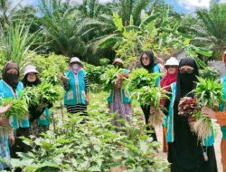 Harum Jahe di Bumi Hijau: Ibu-Ibu Duri Sulap Lahan Mati Jadi Apotek Hidup Warisan Leluhur